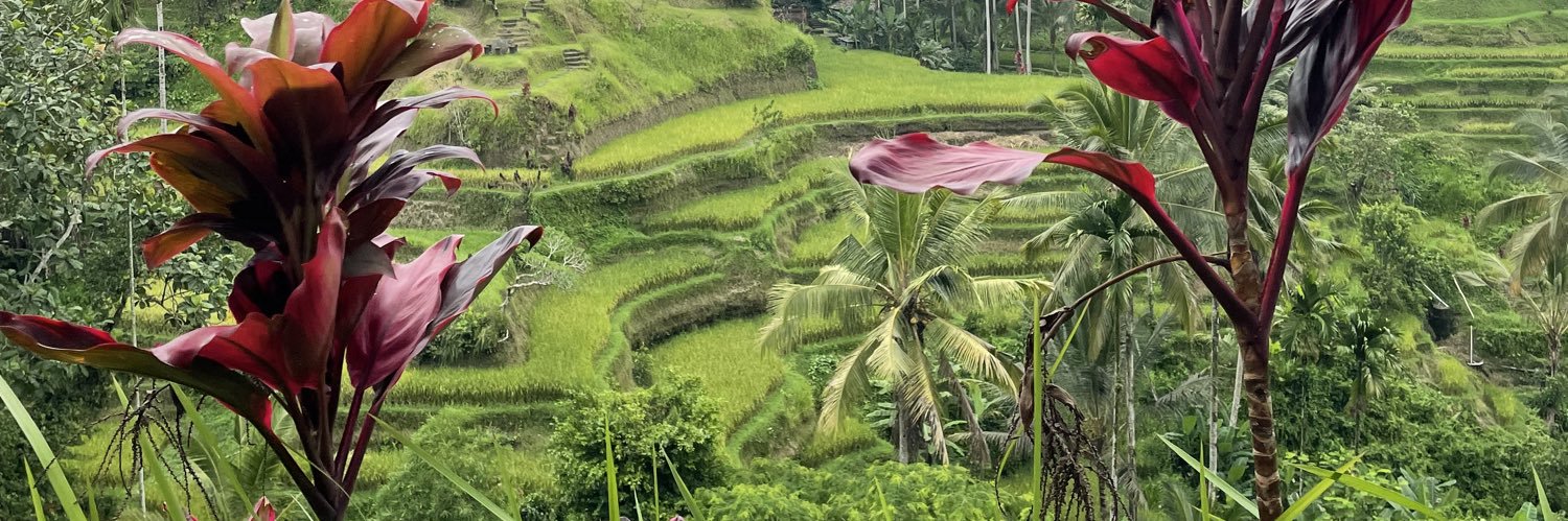 🦩superElection banner