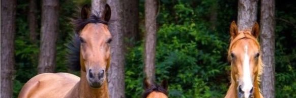 RobertoHGomez's profile banner image