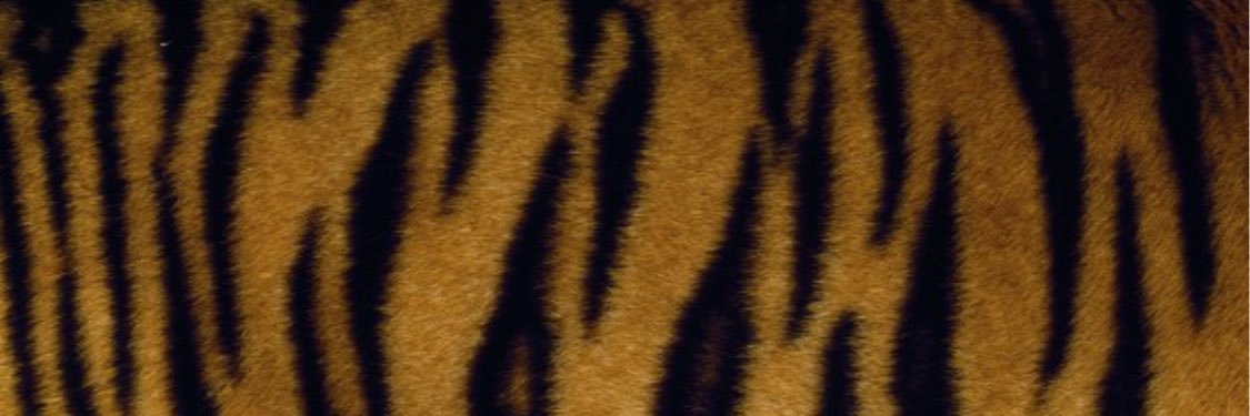 BA Volleyball banner