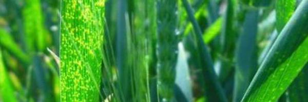 s_simpfendorfer Profile Banner