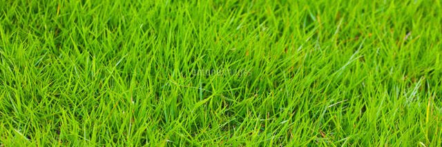 shibagreen0's profile banner image