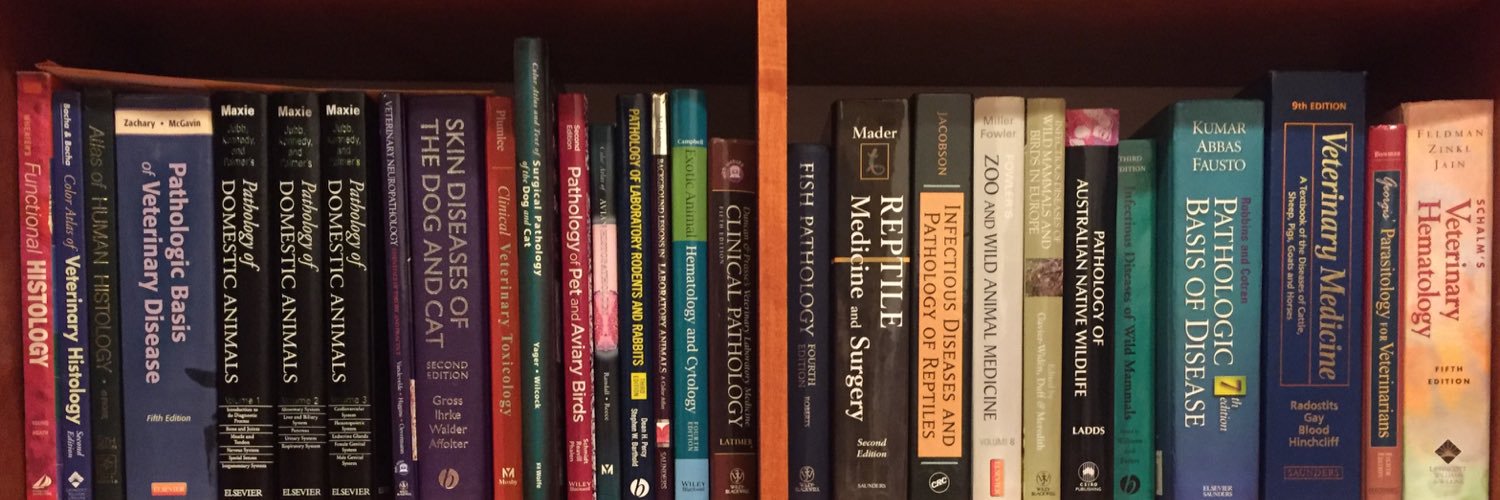 Cara Levine (Pillitteri) banner