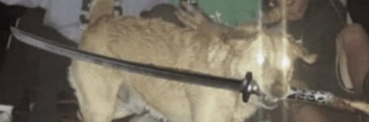 danksalott's profile banner image