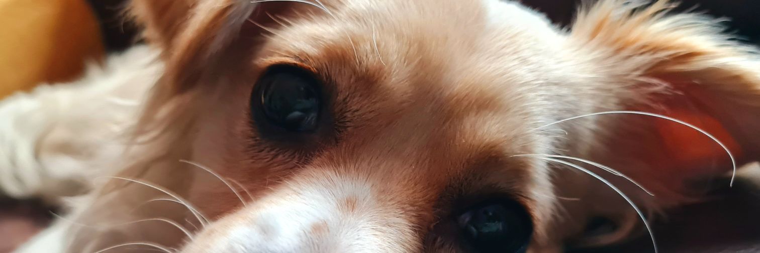 TwittCesar176's profile banner image