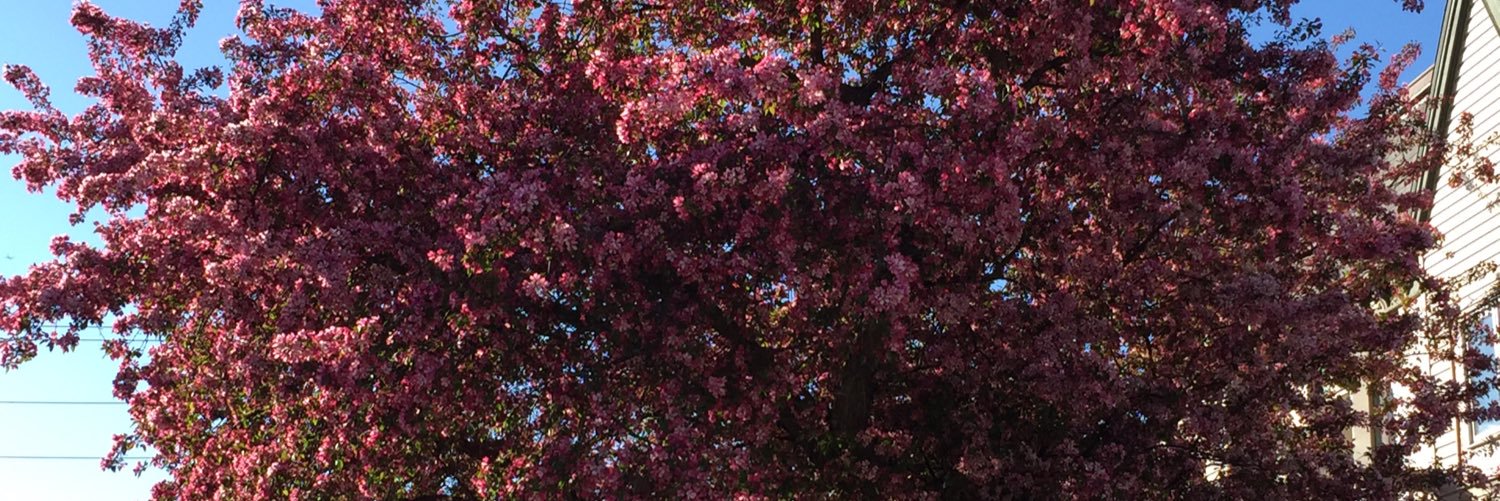 TKivi's profile banner image