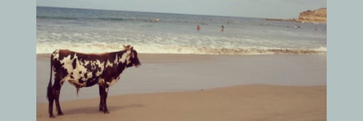 TeliGoo's profile banner image