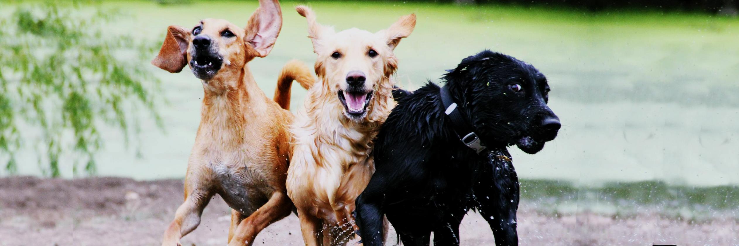 dogdayranch's profile banner image