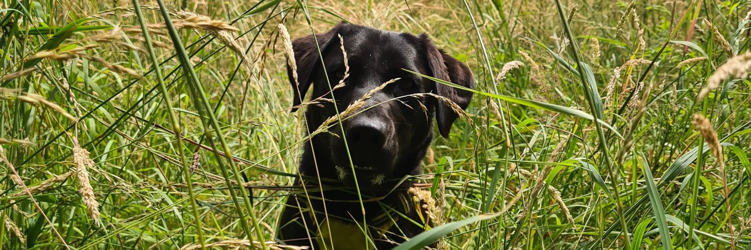 Milkfairy 💙 🇺🇦 banner