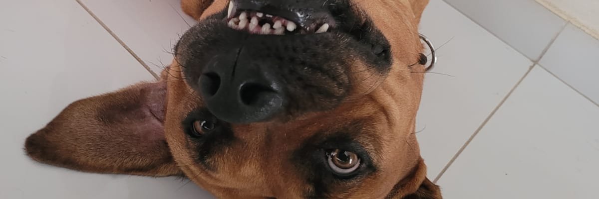 EmanuelPdm's profile banner image