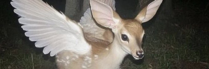 strbrndnkssd's profile banner image