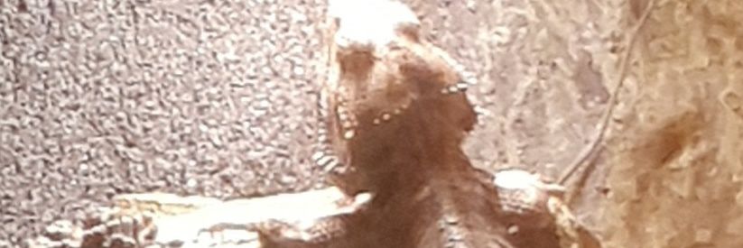 ShaunLvsYou's profile banner image