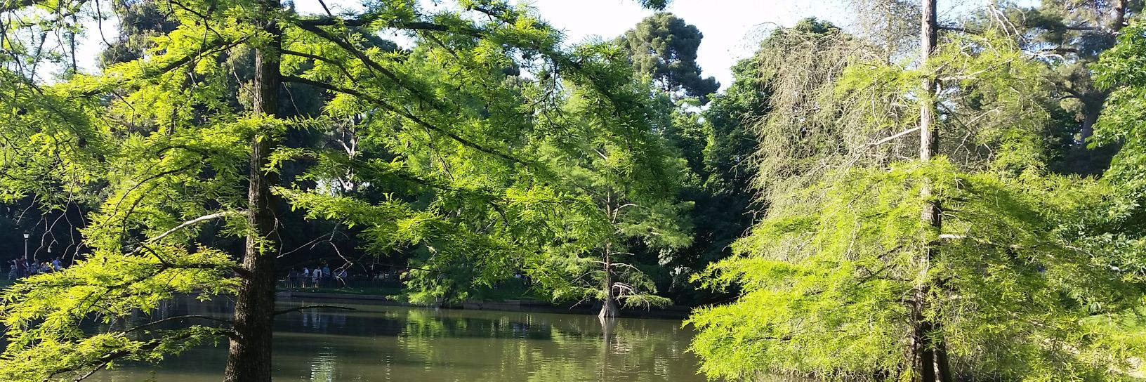 Araceli Alonso banner