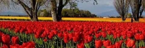 Ammar70Ibrahim's profile banner image