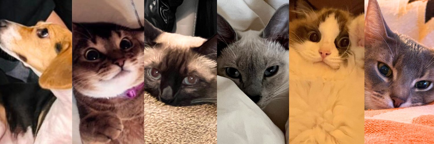 enuki 💜🐱💗 banner