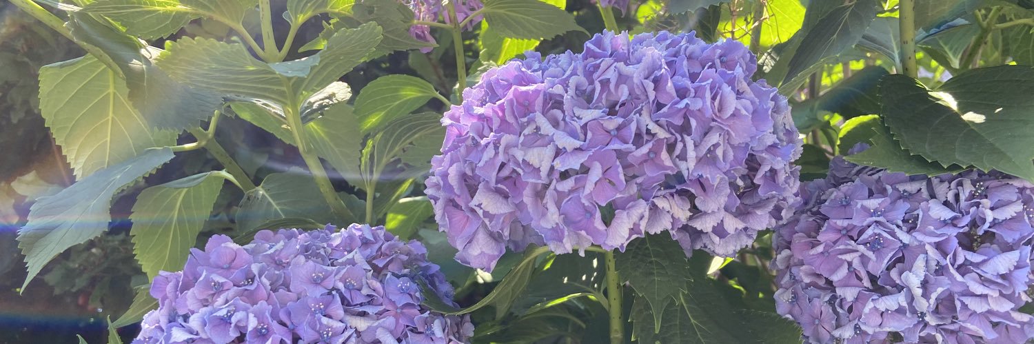 Finlovy's profile banner image
