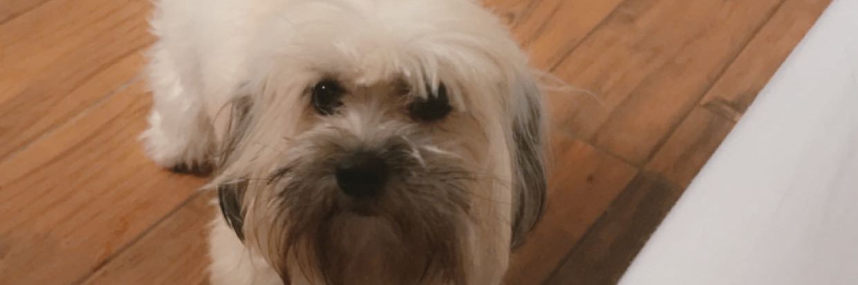 CarlaSanchez24's profile banner image
