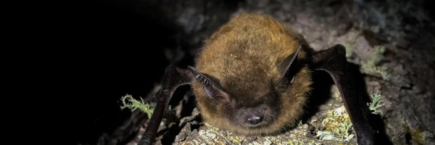 Bat_Watch's profile banner image