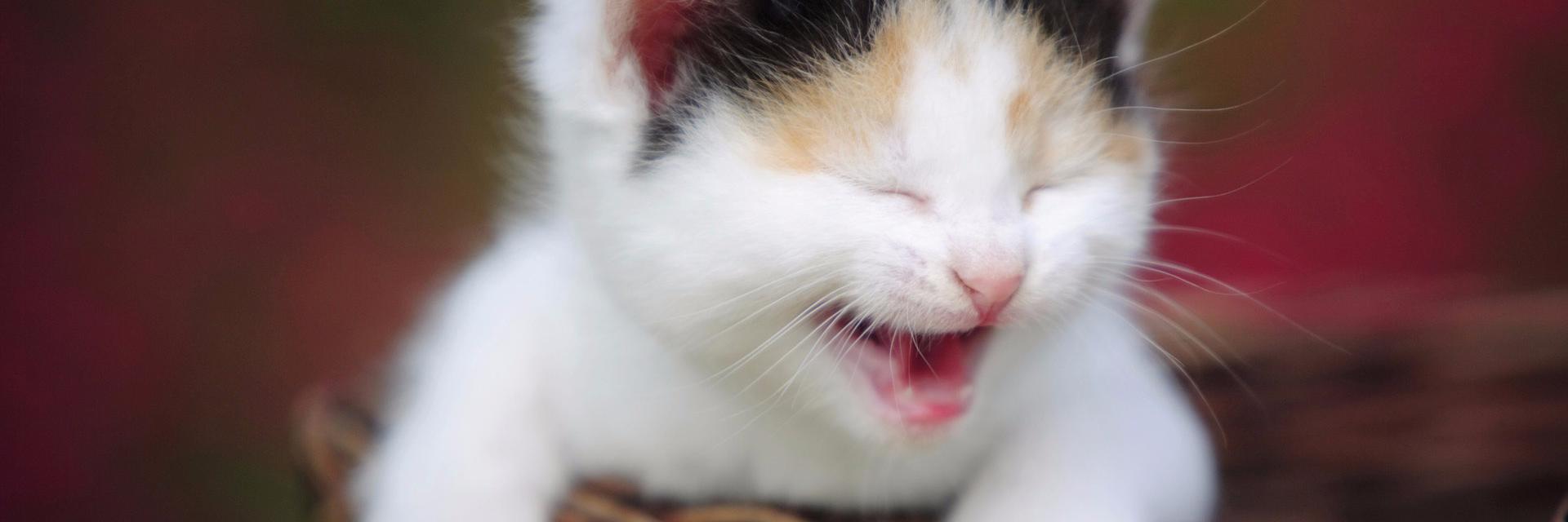 CuteCatPix's profile banner image