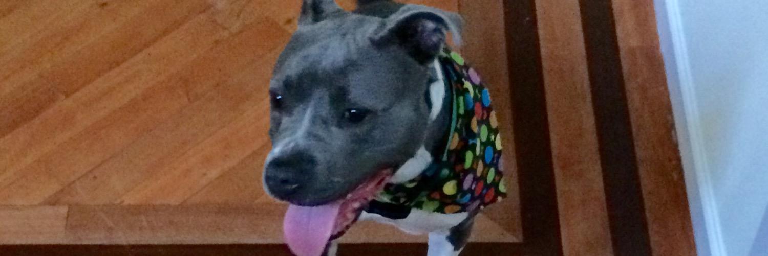 Beverley_A_Dog's profile banner image