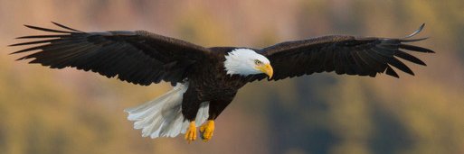 Denver Republican 🇺🇸 banner