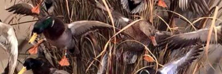 codeymathews920's profile banner image