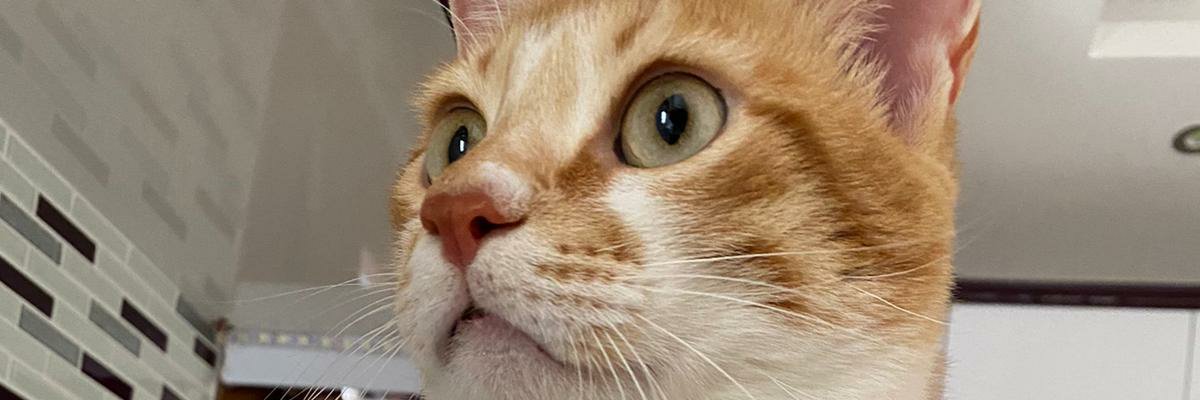 sedatovich's profile banner image
