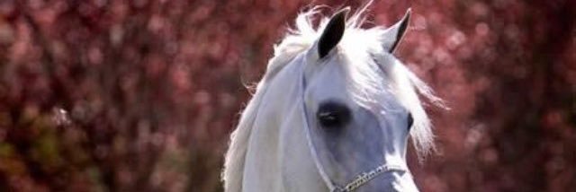 ALOtaibi_Ab's profile banner image