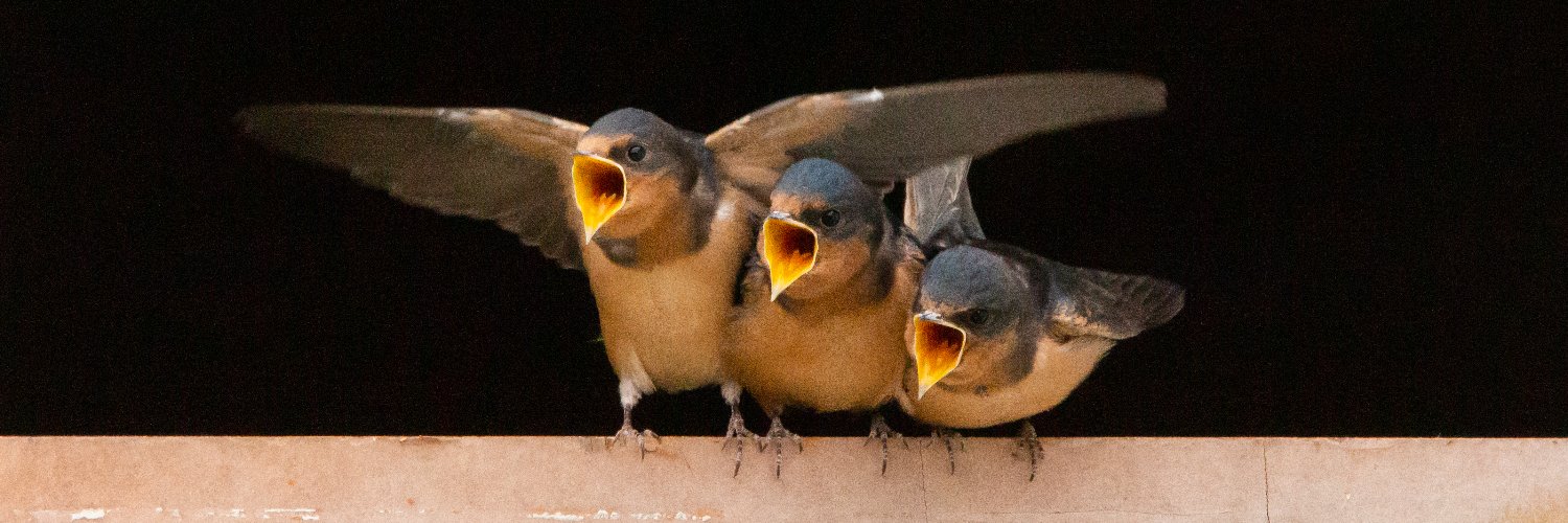 The Bern Report banner