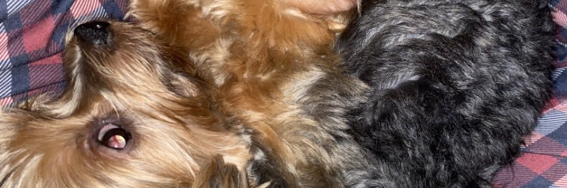 litmisunshine's profile banner image