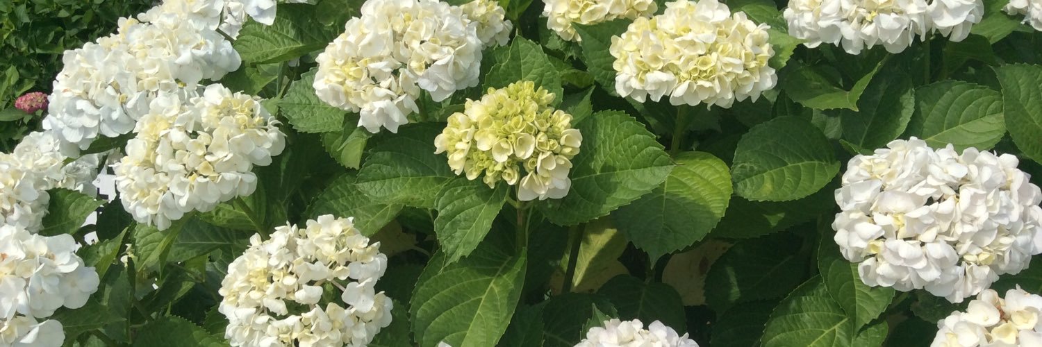 GSianson's profile banner image