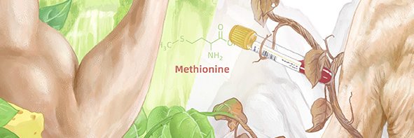 Cell Metabolism's banner