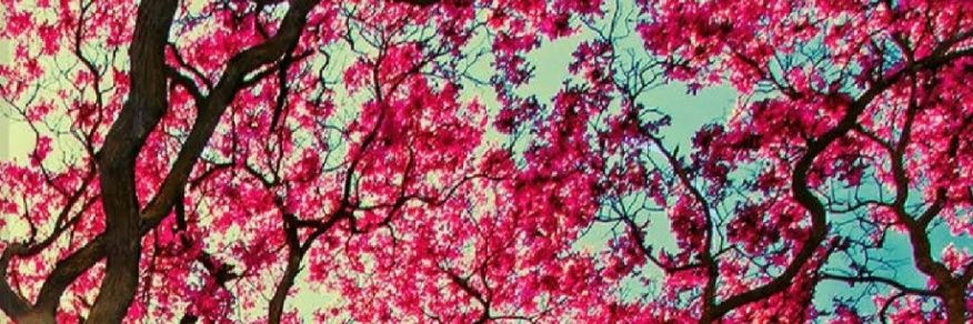 cheme_jcp's profile banner image