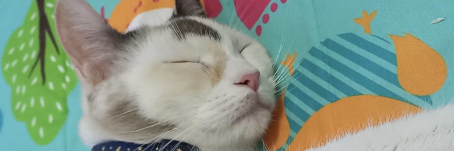 Judy_ale's profile banner image