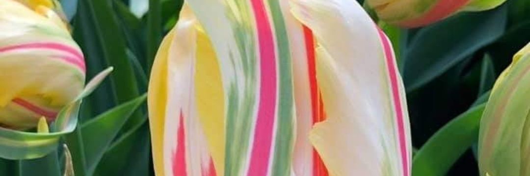 RiverWildNymph banner