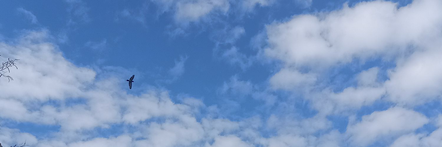 moewmeow26's profile banner image