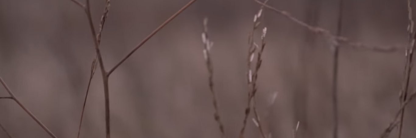 tiffinsdimple's profile banner image