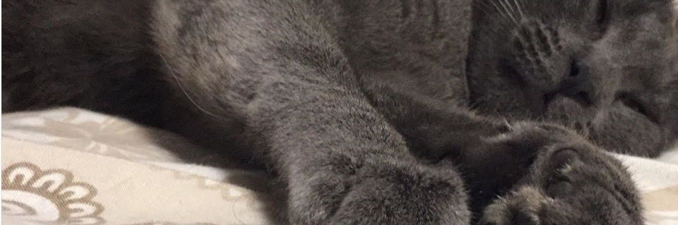sagbeek's profile banner image