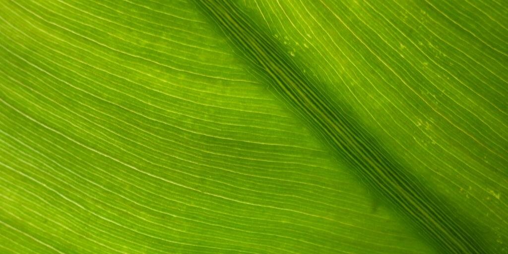 Central Mn Wildlife Rehab banner