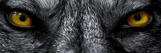 gerboi79's profile banner image