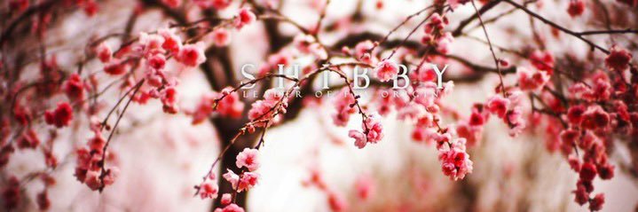 Shibby 🌸 banner