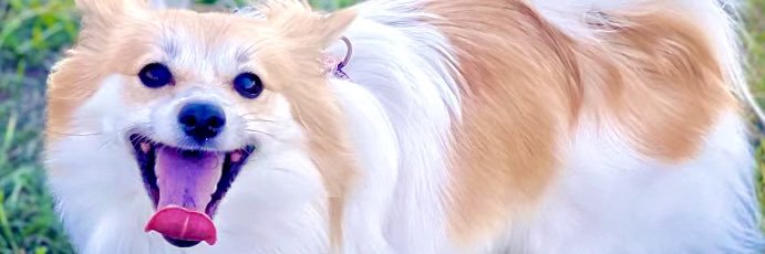 NicholasDavil16's profile banner image