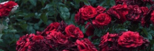 hs71069160's profile banner image