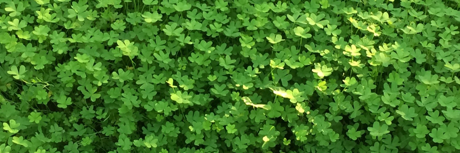 Concha_Ortiz's profile banner image