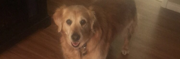 Brandon Banera banner