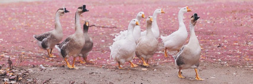 ˗ˏˋ明太子ˎˊ˗ banner