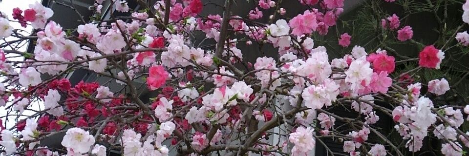 mikuro396nuko's profile banner image