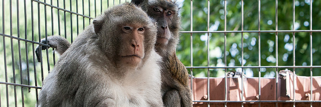 okprimates's profile banner image