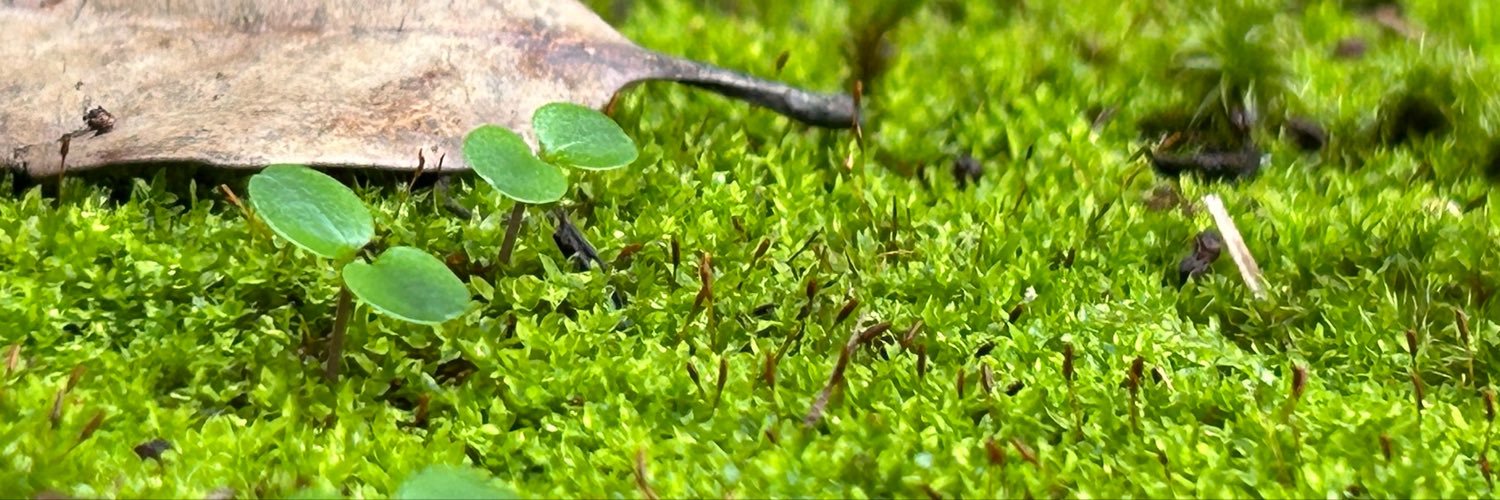 plusNC's profile banner image