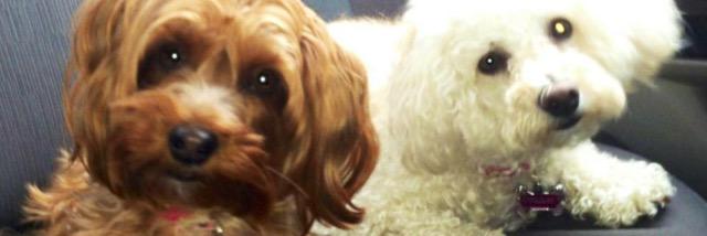 April Renzetti banner