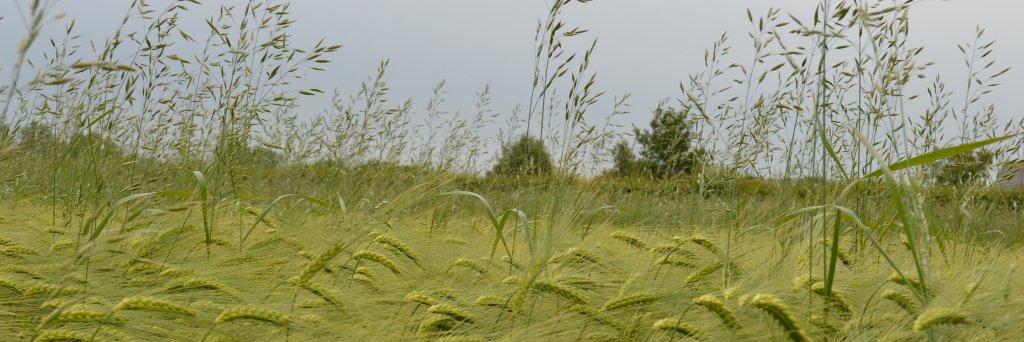 Dr Sarah Cook banner